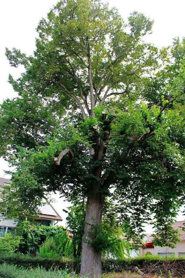 Die namensgebende Linde des Lindenplatzes in Langenwinkel steht nicht mehr.  | Foto: Reiner Beschorner