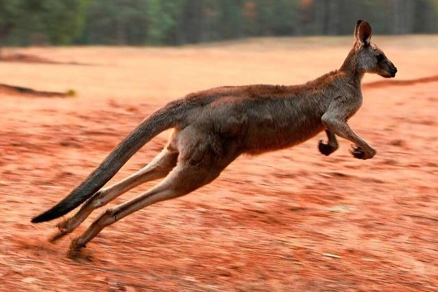 Warum gibt es zu viele Kängurus in Australien?