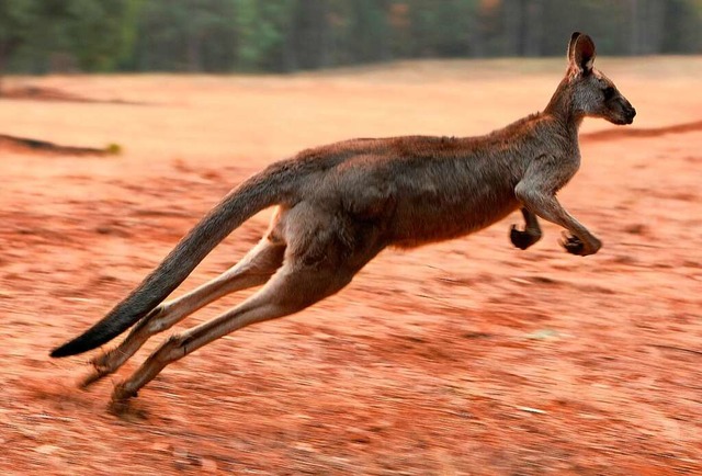 Kngurus knnen mit ihren krftigen Hinterbeinen weit spingen.  | Foto: TORSTEN BLACKWOOD, tb/TA