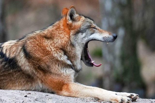 Der Landkreis Lörrach verzichtet vorerst auf eine Stelle fürs Wolfsmanagement