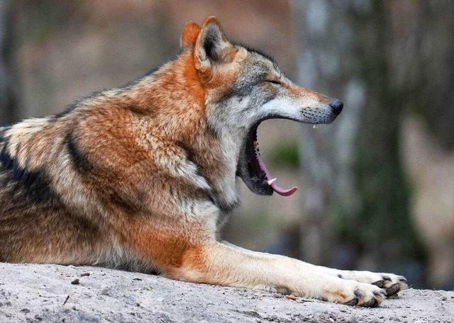 Beim Thema Wolf muss das Landratsamt L... eines Wildtierbeauftragten auskommen.  | Foto: Boris Roessler (dpa)