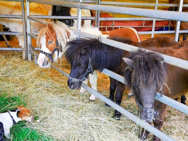 Fr die Tiere des Zirkus&#8217; ist der Familienbetrieb auf Spenden angewiesen.  | Foto: Eva Korinth