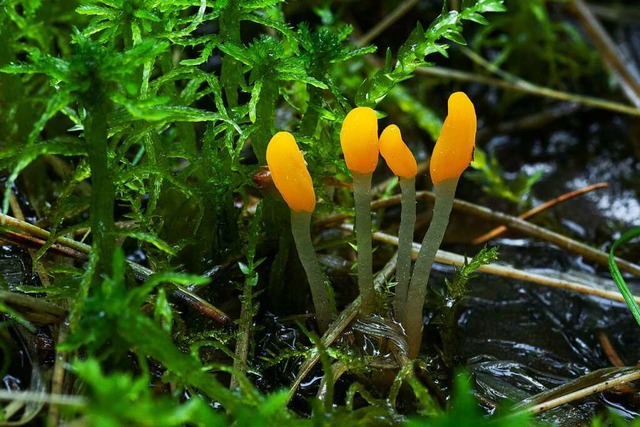 Der Sumpf-Haubenpilz ist klein, Dank seiner gelben Farbe fllt er trotzdem auf.  | Foto: adamikarl / stock.adobe.com