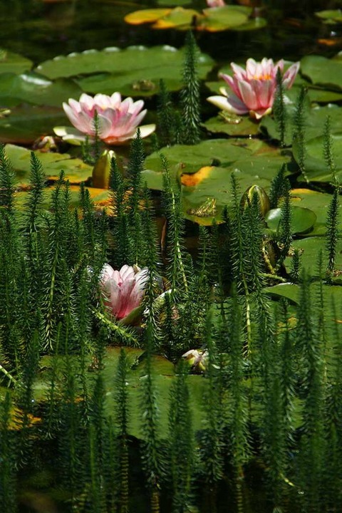 Seerosen im Biotop  | Foto: Aquarianer-Team Inzlingen