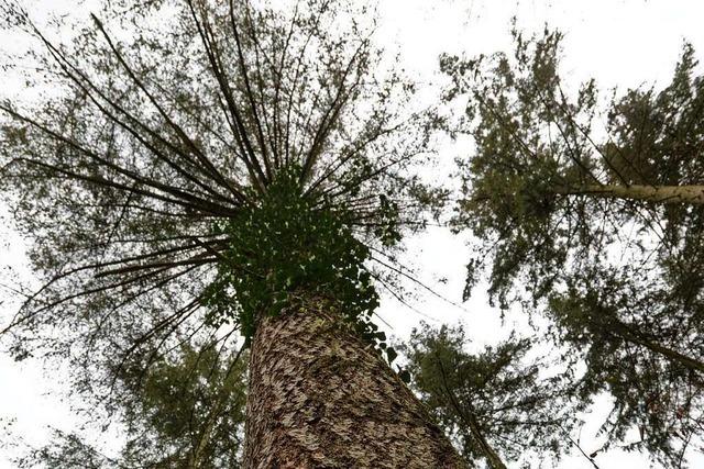 2000 Bume sind im Kanderner Forst gepflanzt worden