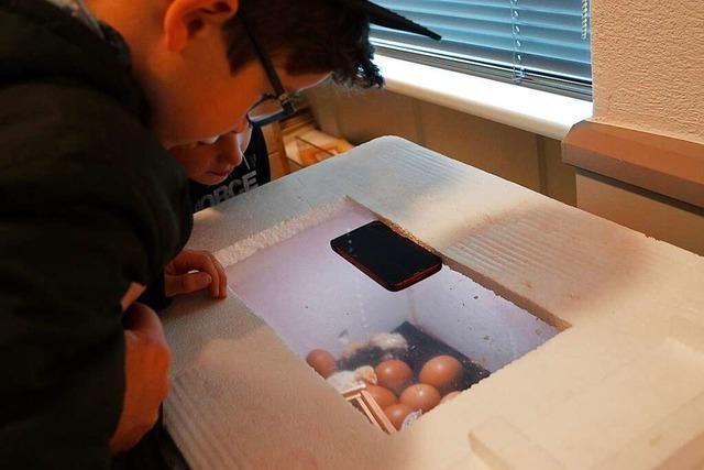 Projekt der Lenzkircher Sommerbergschule zeigt den Weg vom Ei zum flauschigen Knäuel