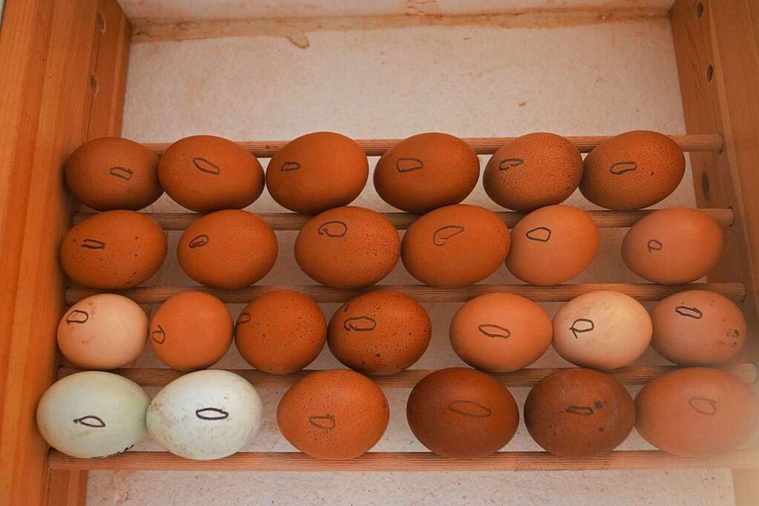 Zunächst werden die Eier markiert  | Foto: Carina Schüle