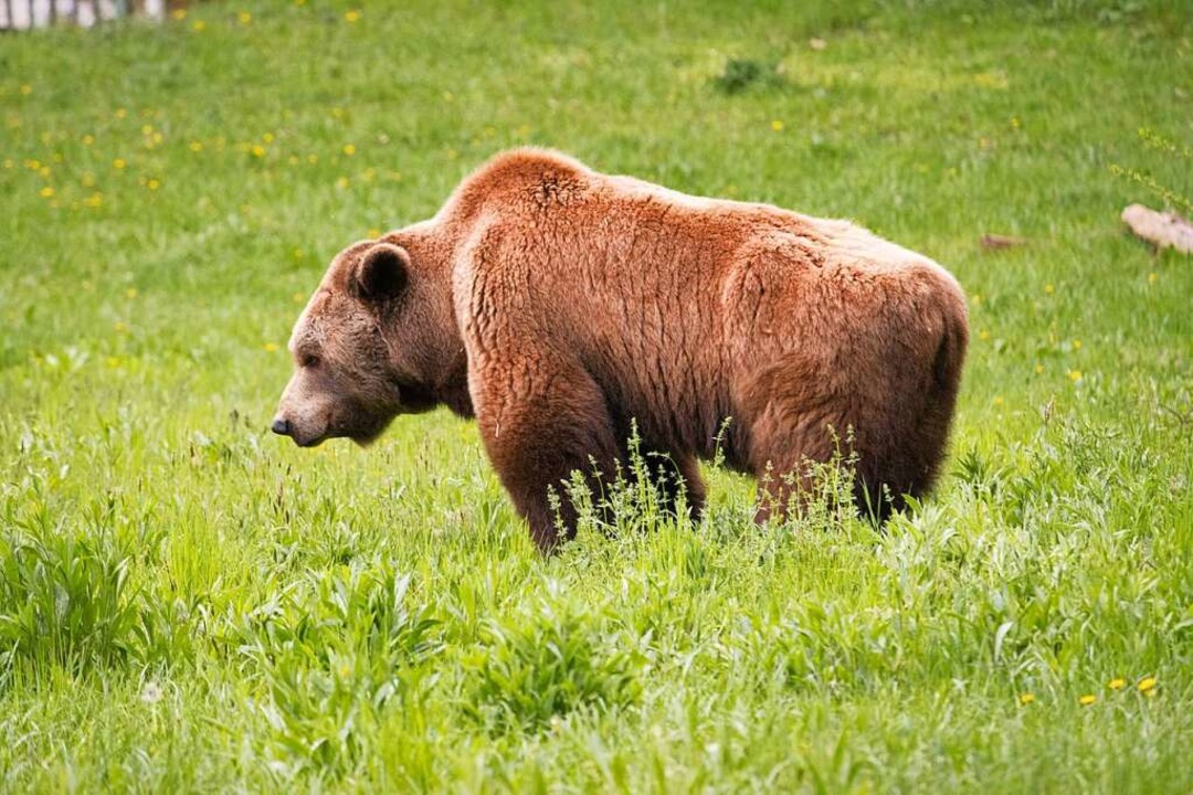 Ein Braunbär steht im Bärenwald Müritz...leben Braunbären, die gerettet wurden.  | Foto: Philipp Brandstädter (dpa)