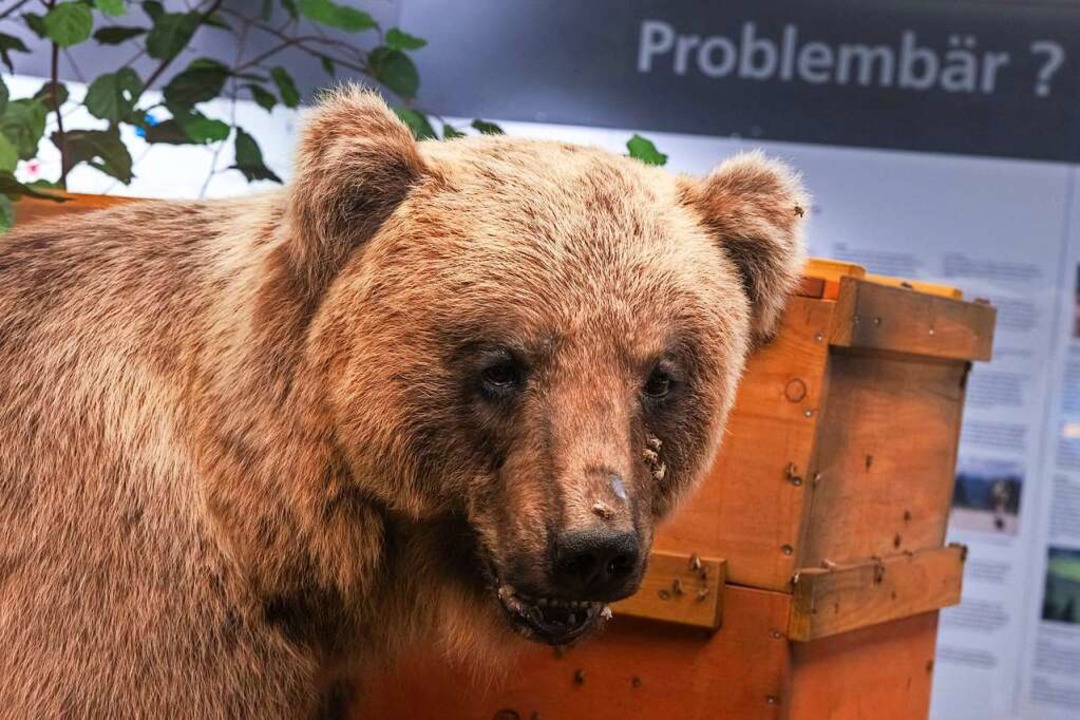 Vom Problembr zur ausgestopften Museu...aktion: Bruno ist in Mnchen zu sehen.  | Foto: Peter Kneffel (dpa)