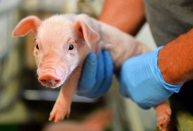 10.000 Tiere auf rund 400 Hfen betreu... Praxisteam aus hlingen mittlerweile.  | Foto: Carmen Jaspersen