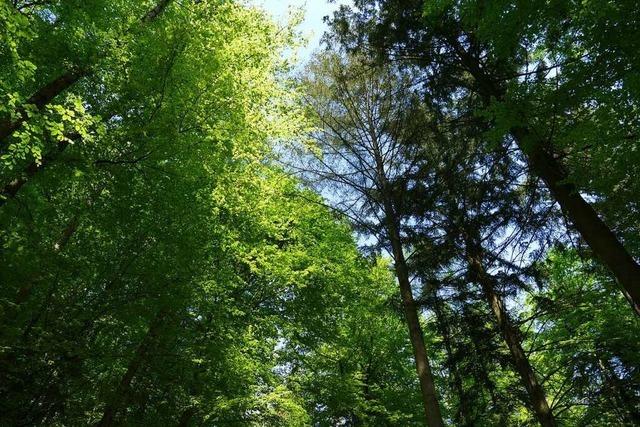 Waldkirch stellt Waldschutz über den Ertrag