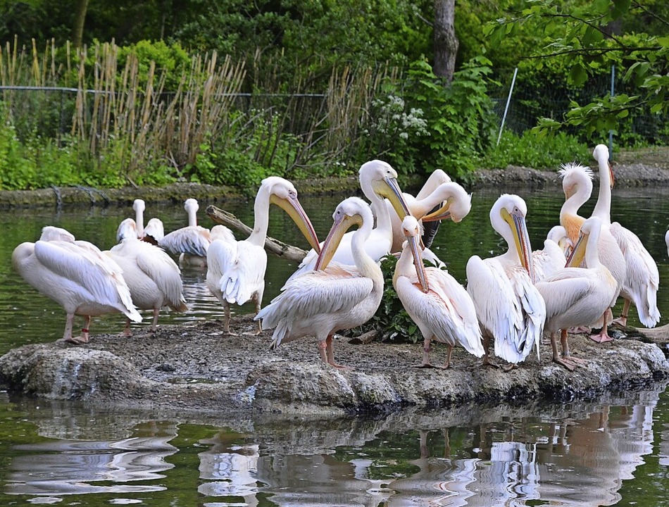 Die Pelikane im Basler Zoo sind mitver...e Bauzeit des Vogelhauses verlängerte.  | Foto: Annette Mahro