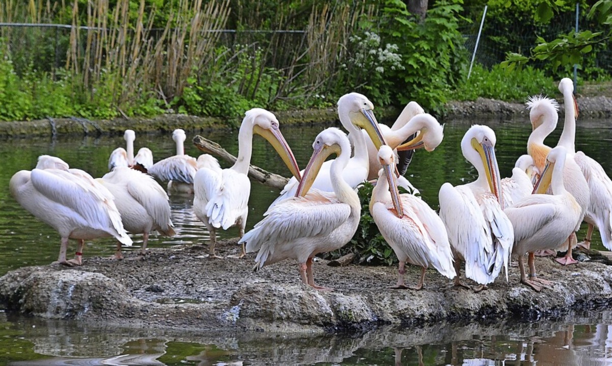 Die Pelikane im Basler Zoo sind mitver...e Bauzeit des Vogelhauses verlängerte.  | Foto: Annette Mahro