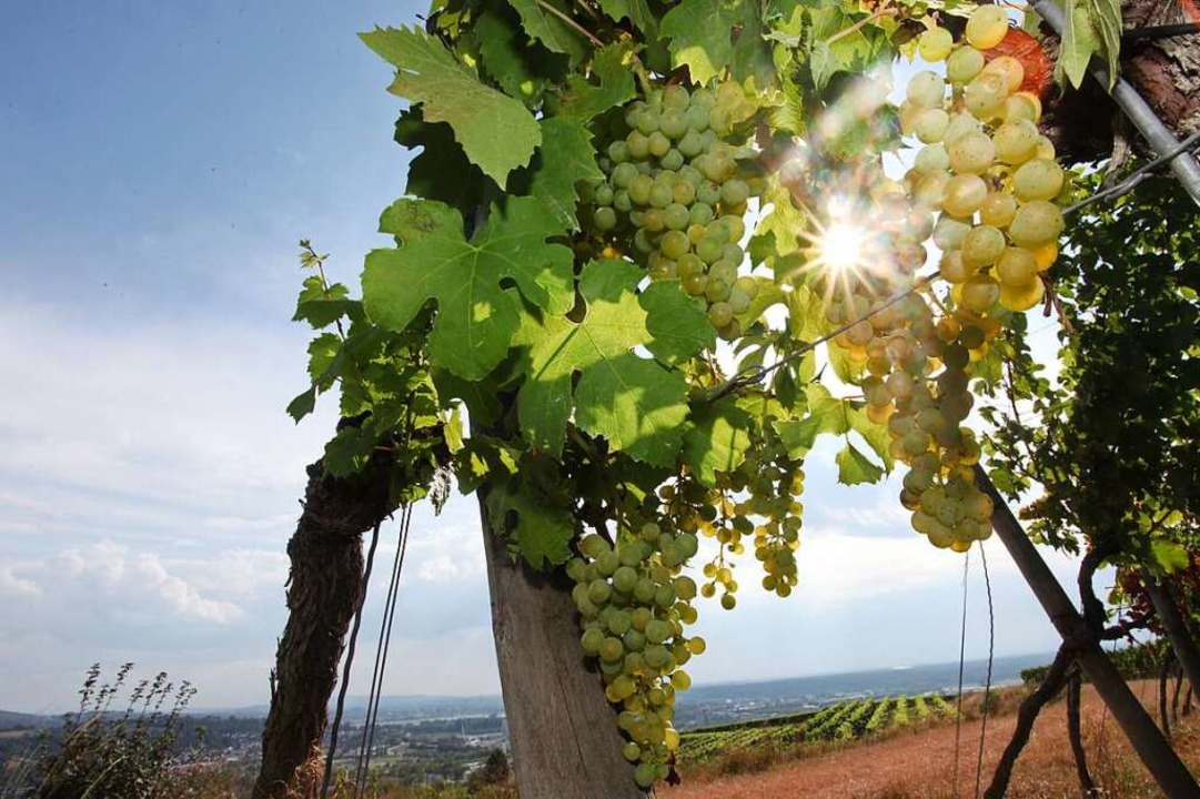 Der badische Wein ist von der Sonne ve...zer stoen an wirtschaftliche Grenzen.  | Foto: Bastian Bernhardt