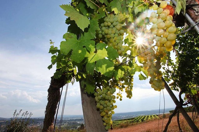Der badische Wein ist von der Sonne ve...zer stoen an wirtschaftliche Grenzen.  | Foto: Bastian Bernhardt