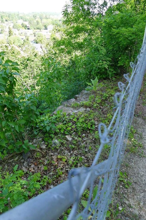 Ein Zaun schtzt vor dem Absturz, zieh...ren Wurzeln  ins Mauerwerk eindringen.  | Foto: Dirk Sattelberger