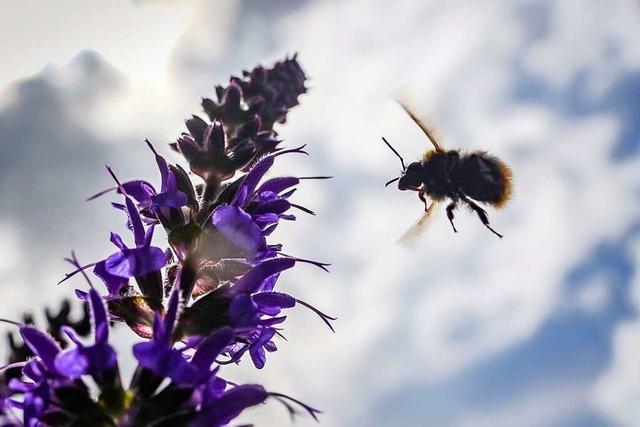 Wildbienenpfad in Vogtsburg führt durch die üppig blühende Natur