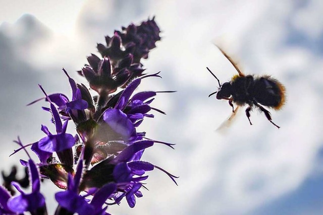 Der Kaiserstuhl ist die wildbienenreichste Region Deutschlands.  | Foto: Frank Rumpenhorst (dpa)