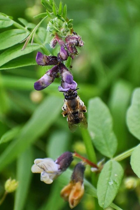 Bienen beobachten: Bltennektar ist beliebt.  | Foto: Silke Kohlmann