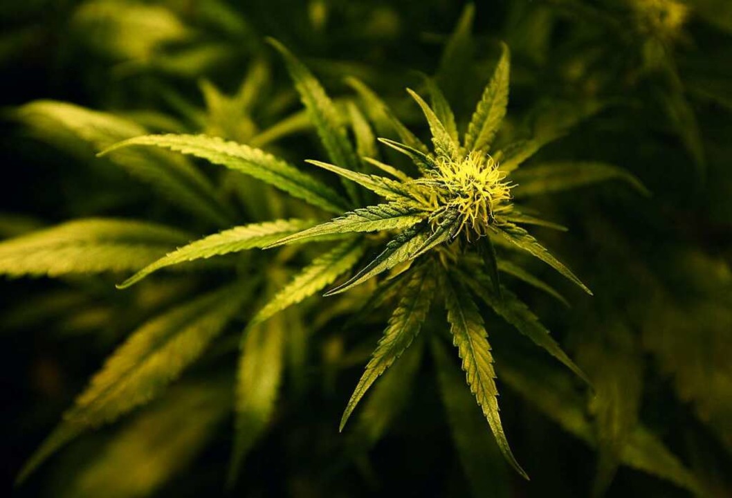 In Herbolzheim will Stefan Kruse einen Cannabis-Club gründen.  | Foto: Gareth Fuller