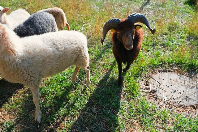Die Schafe konnten glcklicherweise wieder eingefangen werden.  | Foto: Martin Pfefferle