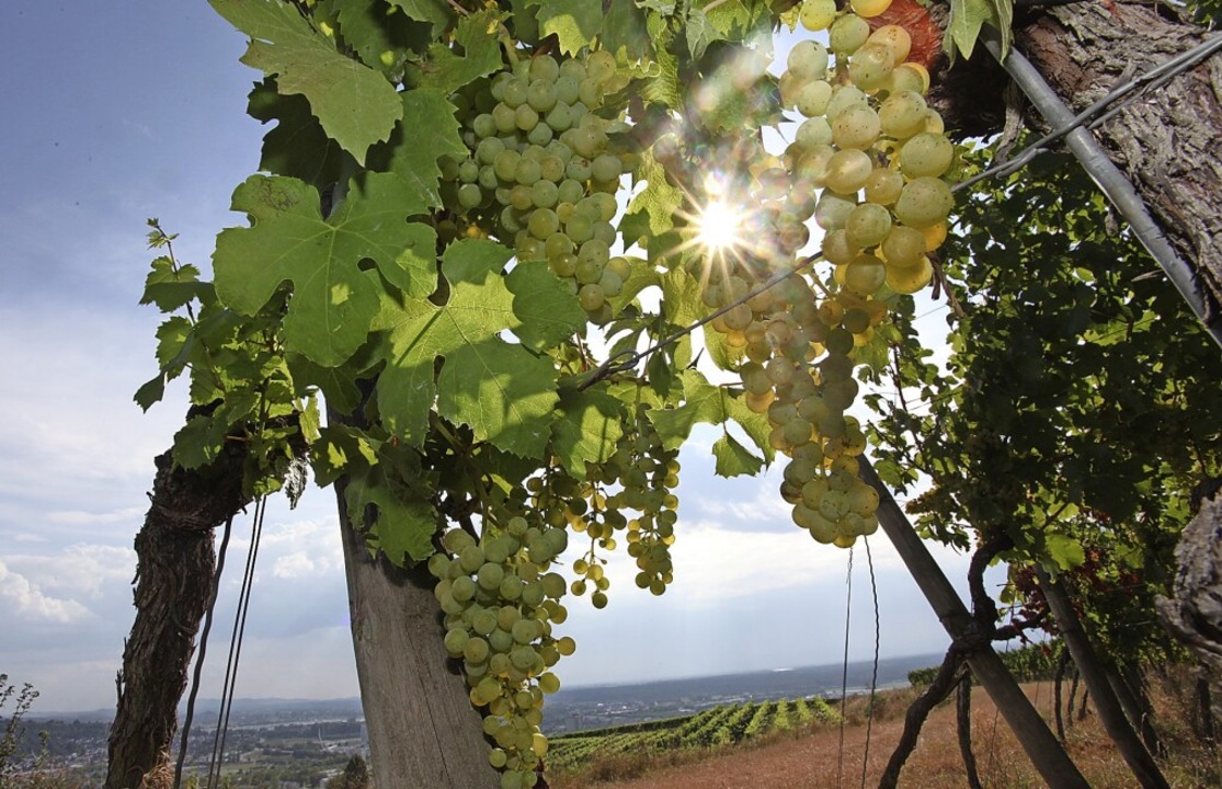 Der badische Wein ist von der Sonne ve...uben nicht ausreichend Geld erhalten.   | Foto: Bastian Bernhardt