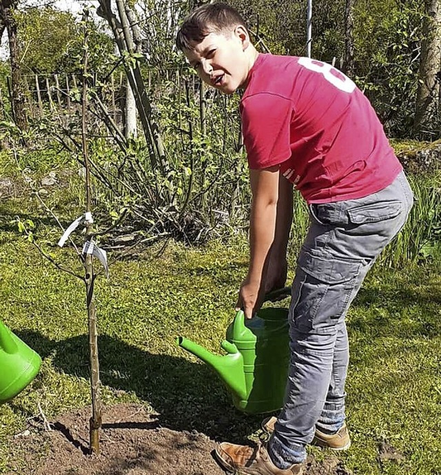 Der neue Apfelbaum steht.  | Foto: Privat