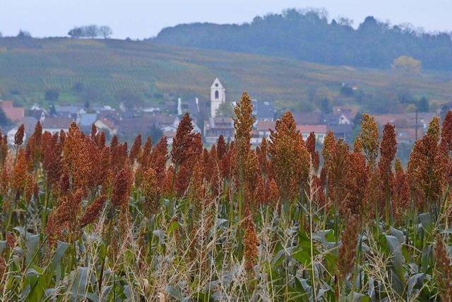 Ein Landwirt aus Kandern macht mit Hirseanbau gute Erfahrungen