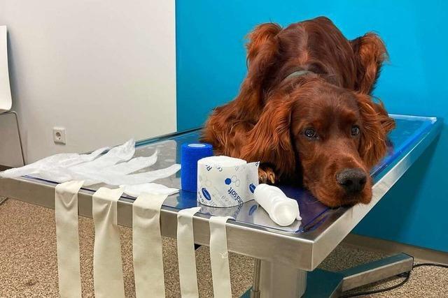 In St. Blasien gibt es einen Erste-Hilfe-Kurs für den Hund