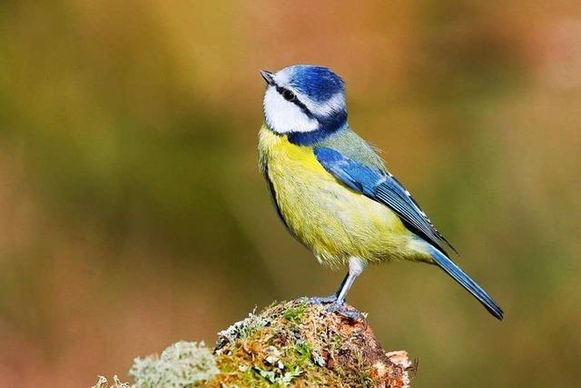 Bei einer Vogelstimmenwanderung lernt man Amseln, Drosseln und Co. anders kennen