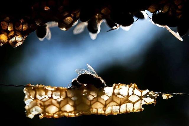 Leere Honigtpfe im Sdwesten - khler Frhling fr Bienen schwierig