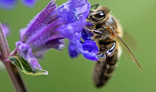 Erst seit Mitte Mai besserte sich die Situation fr die Bienen.  | Foto: Sven Hoppe (dpa)