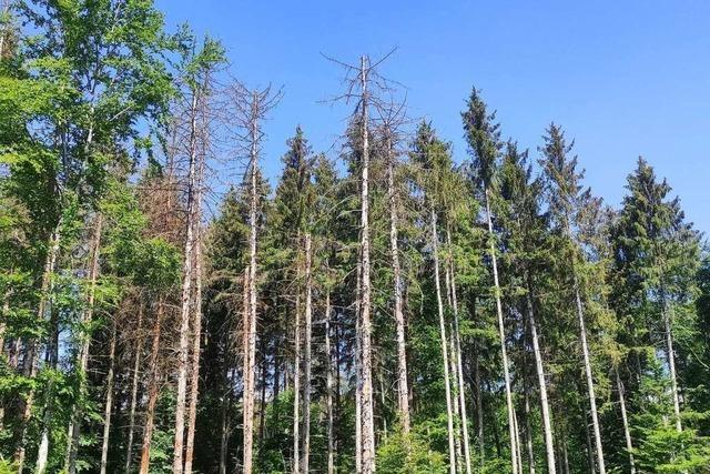 Neue Task Force im Kreis Breisgau-Hochschwarzwald bekmpft Borkenkfer in den Wldern