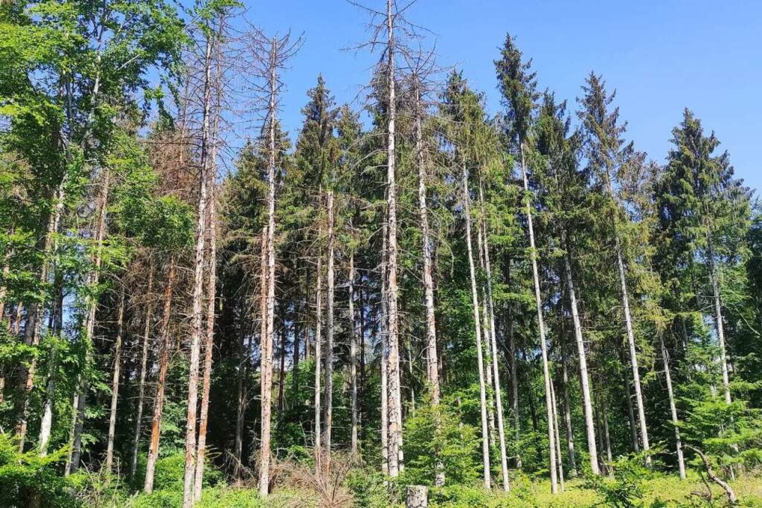 Nicht zu übersehen: Diese Fichten sind von Borkenkäfern befallen.  | Foto: Landratsamt Breisgau-Hochschwarzwald