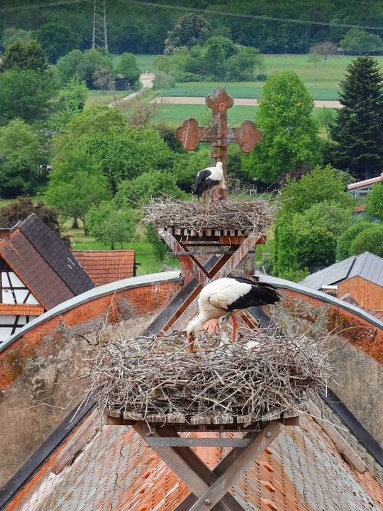 Auf dem Dach der Kirche St. Jakobus ni...hutterwald derzeit zwei Storchenpaare.  | Foto: Katrin Wien