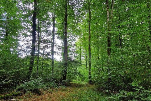 Ein Plan soll den Lrracher Wald bei Trockenperioden und Starkregenfllen schtzen