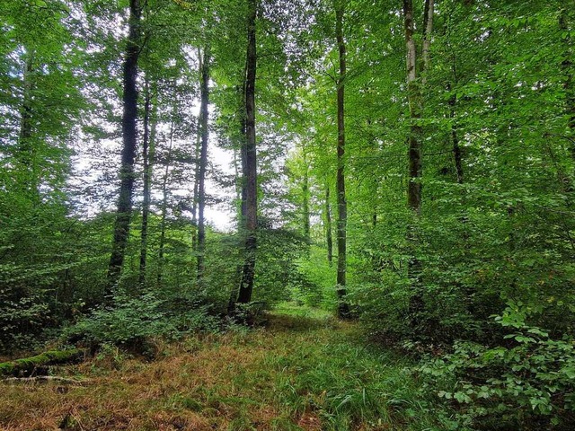 Im Lrracher Wald bei der Saatschulhtte Brombach  | Foto: Maja Tolsdorf