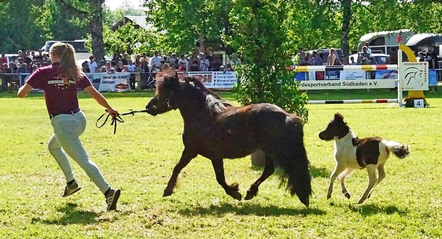 Erst 14 Tage alt ist dieses Welsh-Pony...  Klemens Zeil aus Neuried-Dundenhof.   | Foto: Ilona Hge