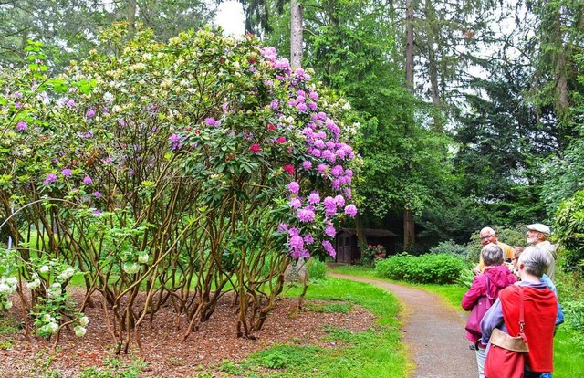 Riesige Rhododendren sumen den Weg de...nnen an der Fhrung durch den Kurpark.  | Foto: Gabriele Hennicke