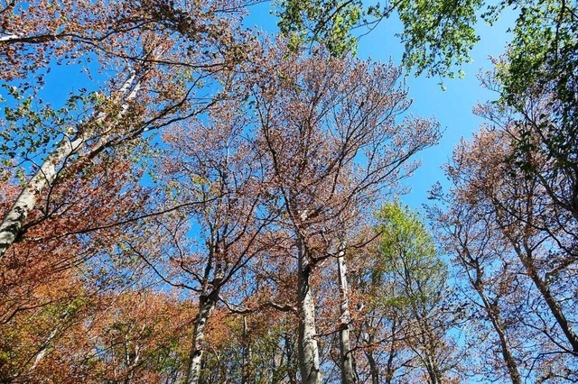 Hohe Temperaturen und fehlende Niederschlge haben dem Wald 2022 zugesetzt.  | Foto: Sylvia Sredniawa