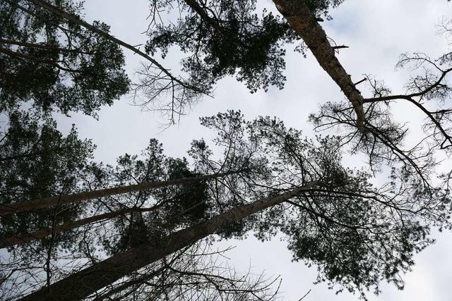 Baum strzt bei Breisach auf das Rad eines Mannes – der kann sich gerade noch retten