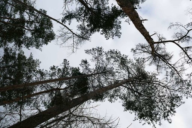 Im Rheinwald strzte ein Baum um.  | Foto: Susanne Ehmann