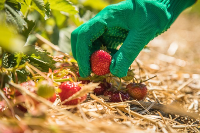 Erdbeeren sind empfindlich -&nbsp;Vorsicht bei der Ernte.  | Foto: Christin Klose/dpa-tmn