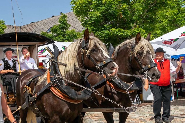 Auch in diesem Jahr wird Brauereichef ...nstich mit der Kutsche transportieren.  | Foto: Wilfried Dieckmann