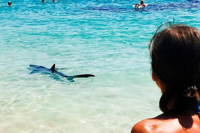 Auf Mallorca sind Haie keine Seltenhei... auf der Ferieninsel nicht zu Schaden.  | Foto: - (dpa)