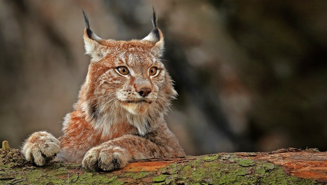 Die fnf mnnlichen Luchse im Land suc...keine. Das Land mchte ihn nun helfen.  | Foto: ondrejprosicky (stock.adobe.com)