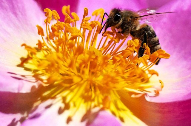 Eine Biene auf der Suche nach Pollen in einer Blume.  | Foto: Sven Hoppe (dpa)