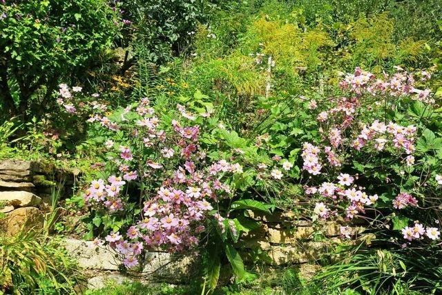 Das Biosphrengebiet Schwarzwald prmiert artenreiche Grten