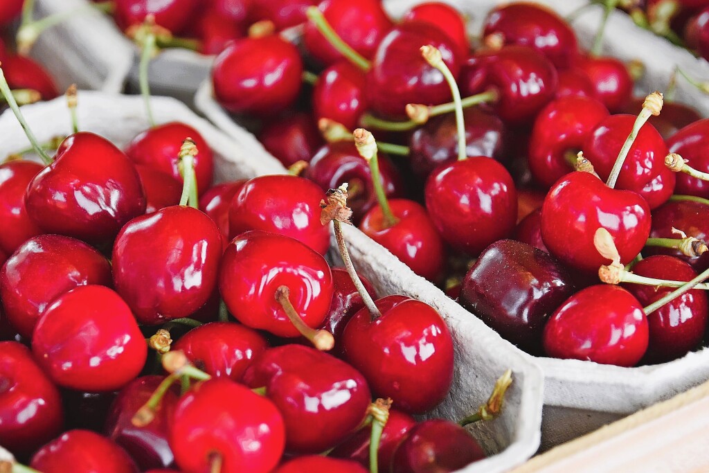 Cherry Harvest Begins in Freiburg, but 2023 Crop Threatened by Frost and Crows