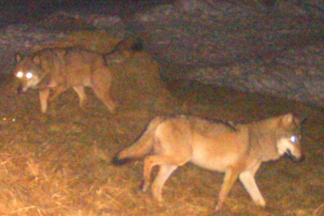 Tierhalter aus dem Hochschwarzwald fordern Wolf-Abschuss und freie Weiden